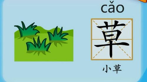 茶的拼音怎么组词