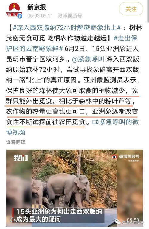 象还可以怎么组词