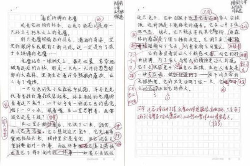 老鹰的鹰怎么组词怎么写