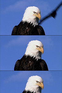 老鹰的鹰怎么组词怎么写