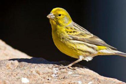 尾巴巴子怎么组词