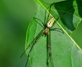 蜘蛛的蜘怎么叫组词 蜘蛛的蜘怎么叫组词