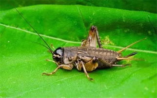 坤怎么组词昆虫的昆虫