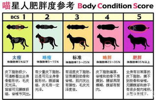 小肉肉怎么组词啊