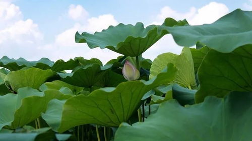 蹲在荷叶上的蹲怎么组词