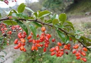 茱萸的萸还能怎么组词