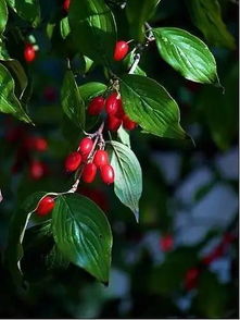 茱萸的萸还能怎么组词