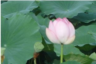 茱萸的萸还能怎么组词