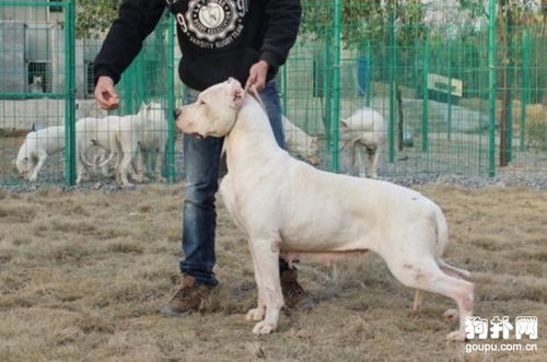 饲养的饲怎么组词