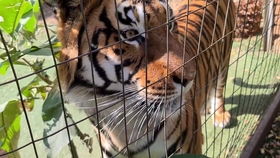 饲养的饲怎么组词