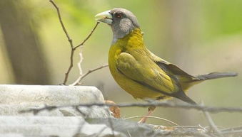 带鸟字的名怎么组词