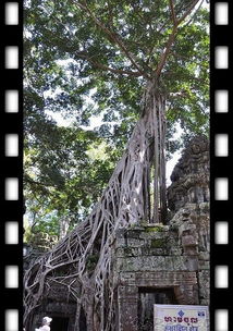 树根的根茎怎么组词