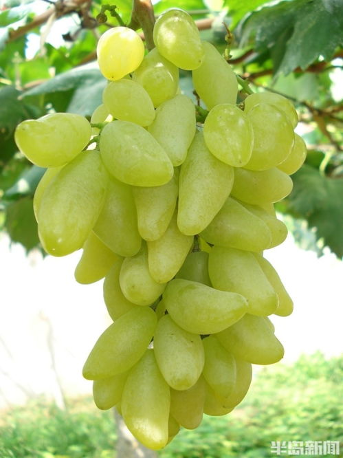 葡萄的炮怎么组词