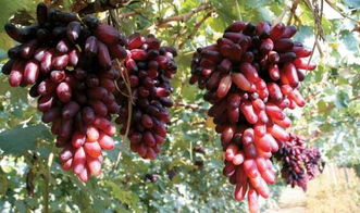 葡萄的炮怎么组词