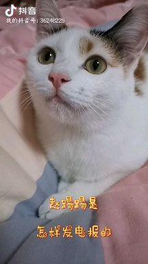 小猫的声音怎么组词呀 小猫的声音怎么组词呀