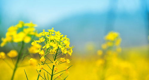油菜花可以怎么组词