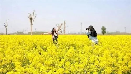 油菜花可以怎么组词