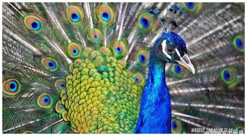 孔雀的雀怎么组词