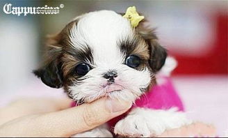 茶杯犬的犬怎么组词