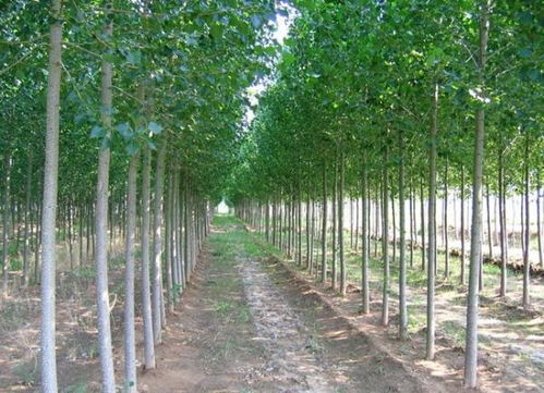 株怎么组词呢 株怎么组词呢