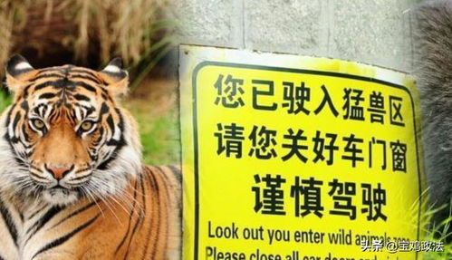 老虎的孔怎么组词呀