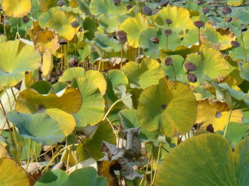 荷花禾怎么组词