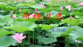 荷花拓展组词怎么写