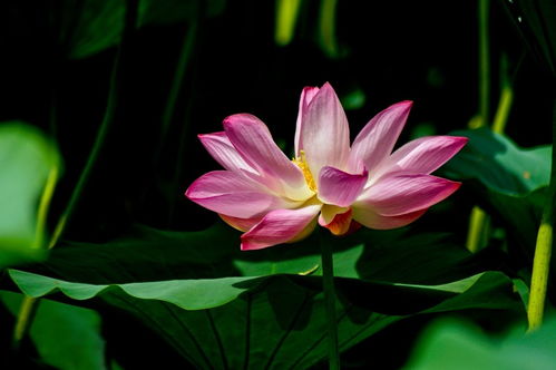 荷花拓展组词怎么写