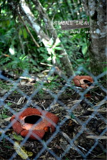 大马的马马怎么组词 大马的马马怎么组词