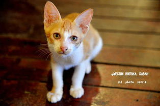 大马的马马怎么组词 大马的马马怎么组词