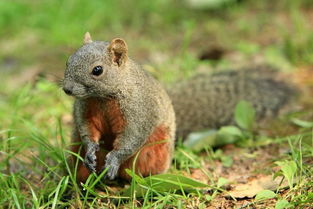 松鼠的鼠的拼音怎么组词