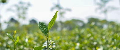 郁郁葱葱的郁怎么组词