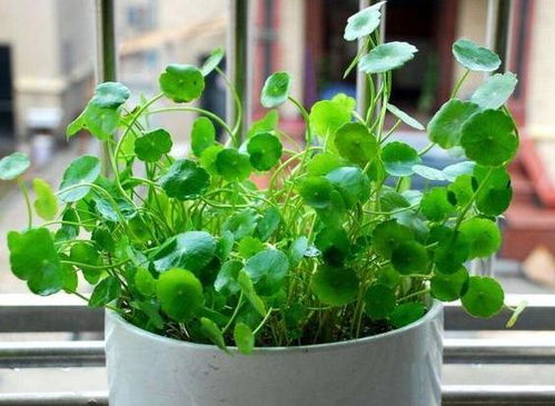 郁郁葱葱的郁怎么组词