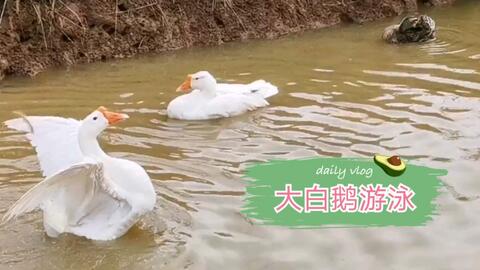 鸡窝鹅怎么组词 鸡窝鹅怎么组词