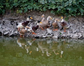 鸡窝鹅怎么组词 鸡窝鹅怎么组词