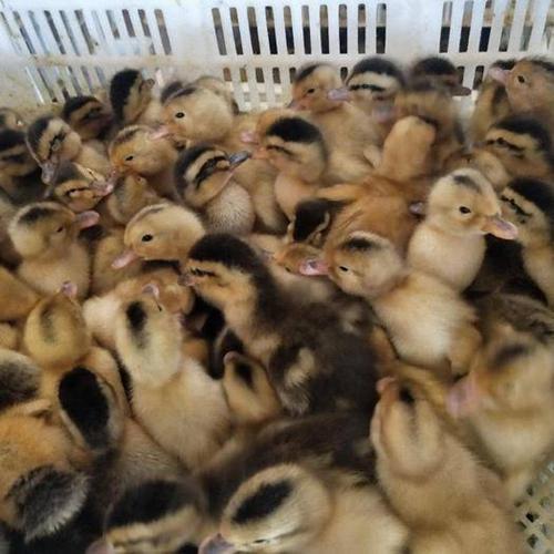 鸡窝鹅怎么组词 鸡窝鹅怎么组词