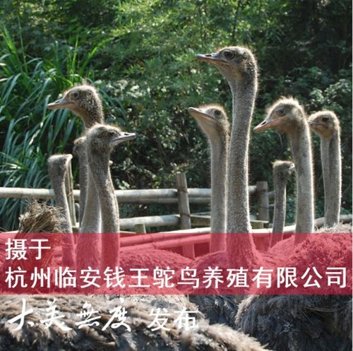 鸵鸟的鸵怎么组词