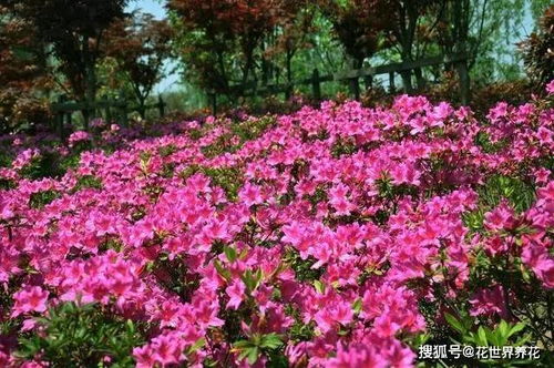 杜鹃的居然怎么组词 杜鹃的居然怎么组词