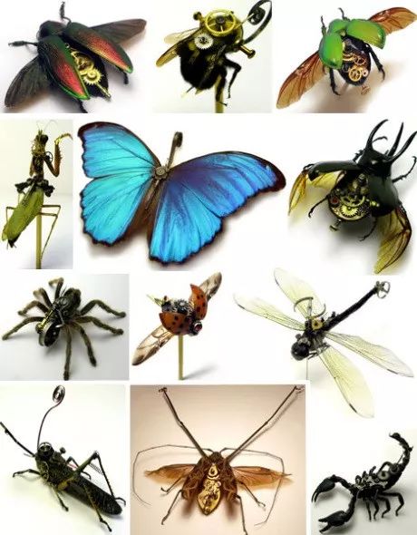 昆虫的昆宽怎么组词