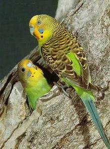 鹦鹉的鹉的组词怎么写