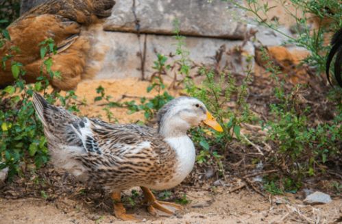 鸭子的虾怎么组词 鸭子的虾怎么组词