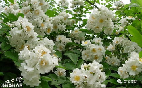 野蔷薇的蔷可以怎么组词 野蔷薇的蔷可以怎么组词