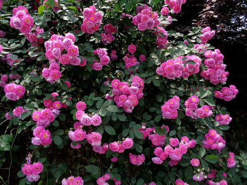 野蔷薇的蔷可以怎么组词 野蔷薇的蔷可以怎么组词