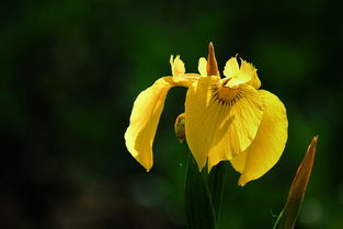 黄色的花怎么组词呀 黄色的花怎么组词呀