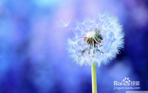 蒲公英的可以怎么组词