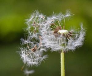 蒲公英的可以怎么组词