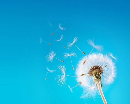 蒲公英的可以怎么组词