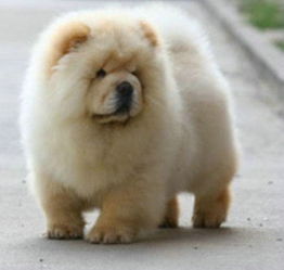 松狮的狮怎么组词