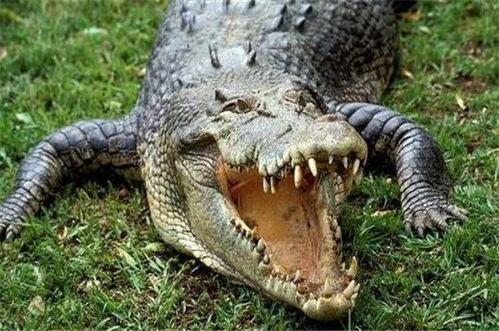 恐龙的肉怎么组词啊