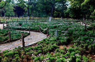 花坛的坛应该怎么组词 花坛的坛应该怎么组词
